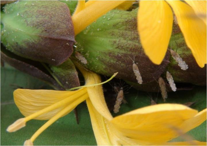 Green and Sweet: How Plant Sugars Influence Malaria Transmission