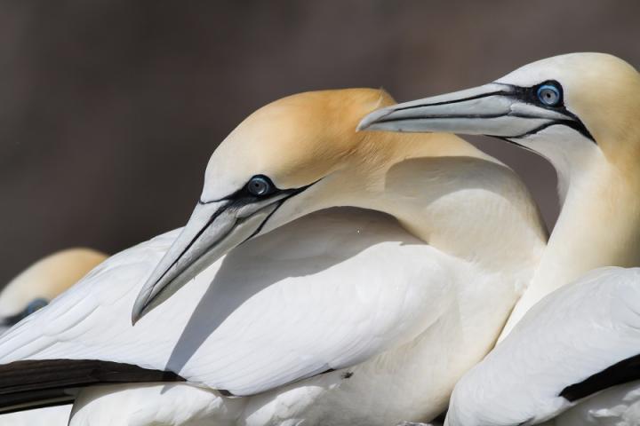 Northern Gannet