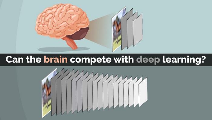 Can the shallow brain architecture compete with deep learning?