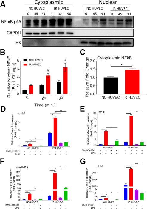 Regulation of senescence-associated hyper-activation via NF-κB pathway