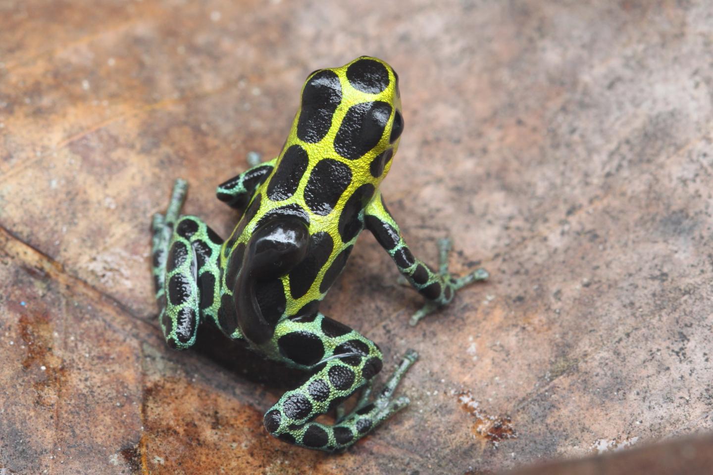 Poison Dart Frog with Tadpole on Back