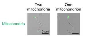 Wild-type and defective Spermatozoids in mitochondrial fission.