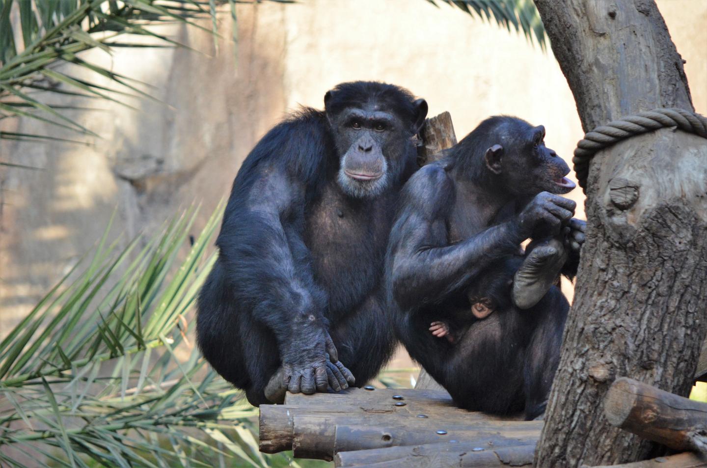 Chimpanzees, Zoo Leipzig