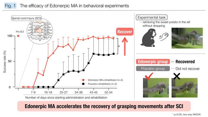 Study shows that edonerpic maleate accelerates recovery of grasping movements after a spinal cord injury (SCI)