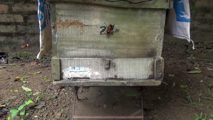 See and hear a giant "murder" hornet attack on a bee hive