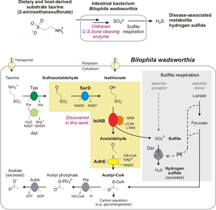 Schematical Illustration