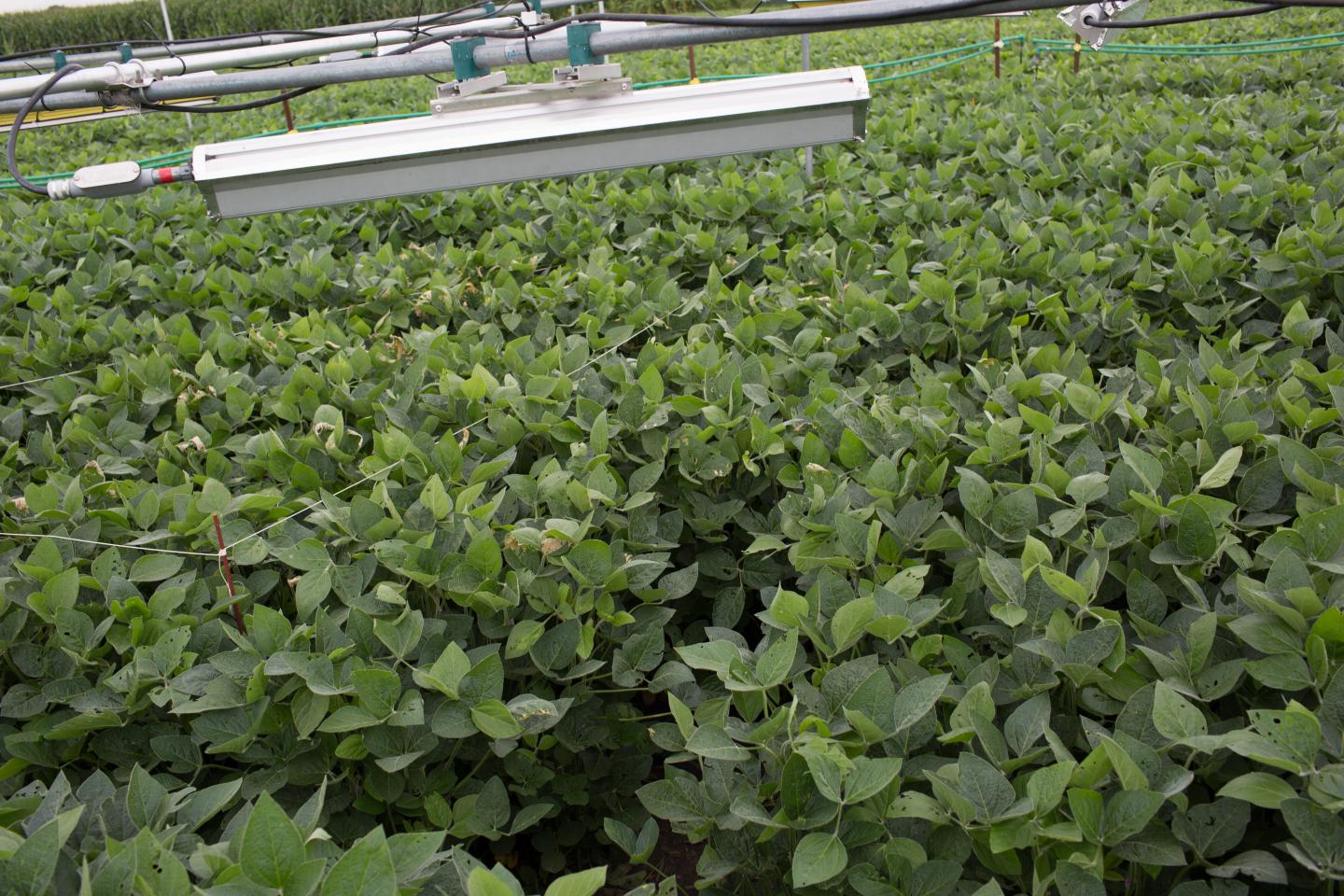 Soybeans Under Heaters