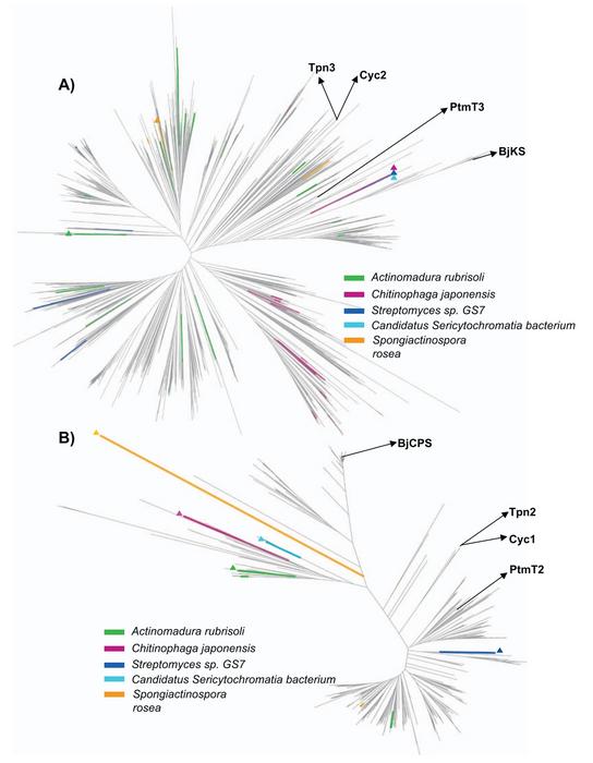 Phylogenetic analysis of bacterial DCSs with DTCs and TSs. A) phylogenetic tree of α-domains from the five DCSs and bacterial TSs.