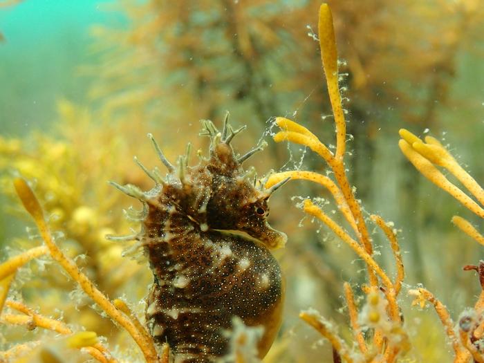 Shorthead Seahorse