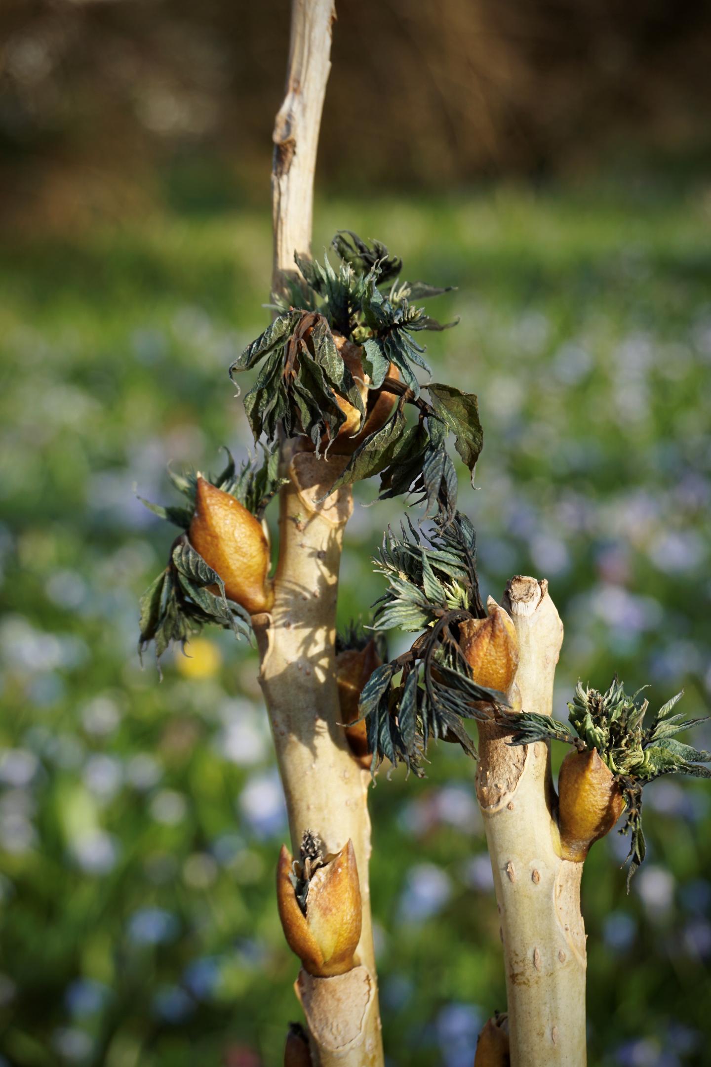 Late-Spring-Frost Damage