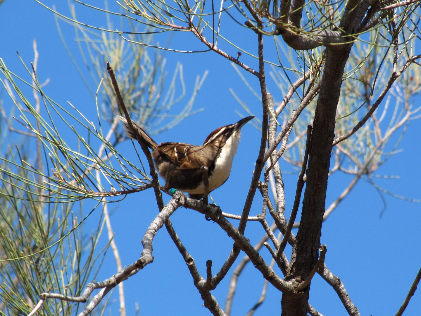 Chestnut-Crowned Babbler