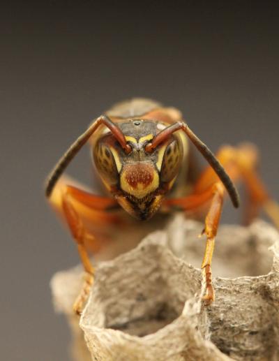 Social Wasps Recognize Each Others' Faces (5 of 6)