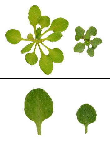 <i>Arabidopsis thaliana</i>