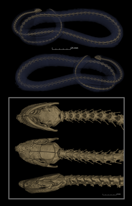 Caecilian scan