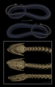 Caecilian scan