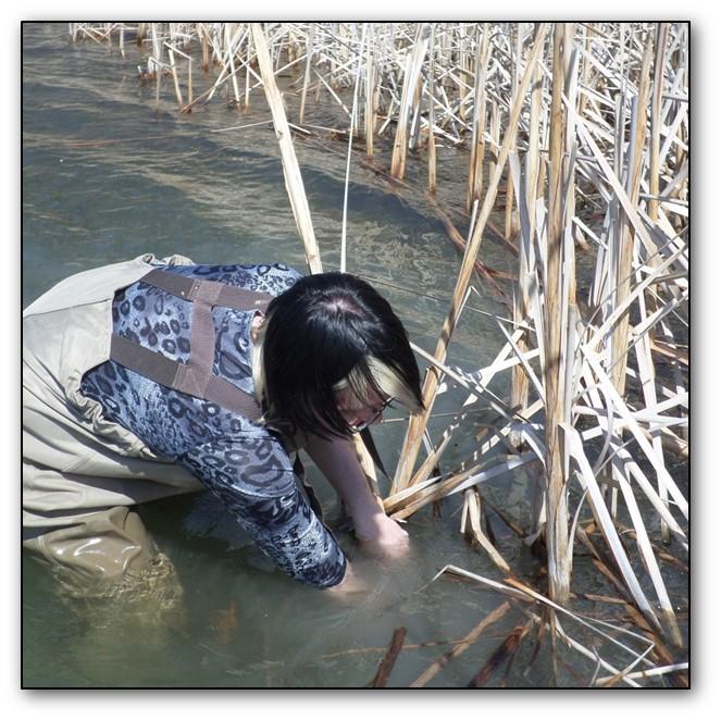 Collecting Cattail Roots