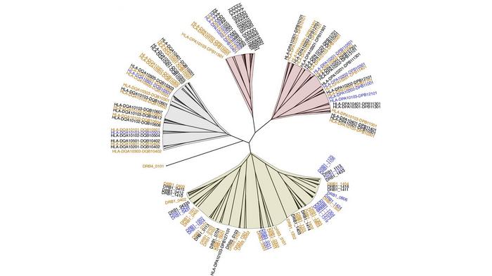 HLA Specificity tree