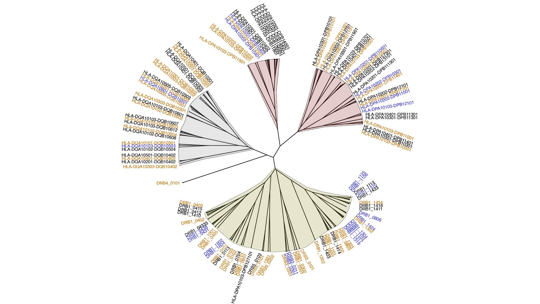 HLA Specificity tree