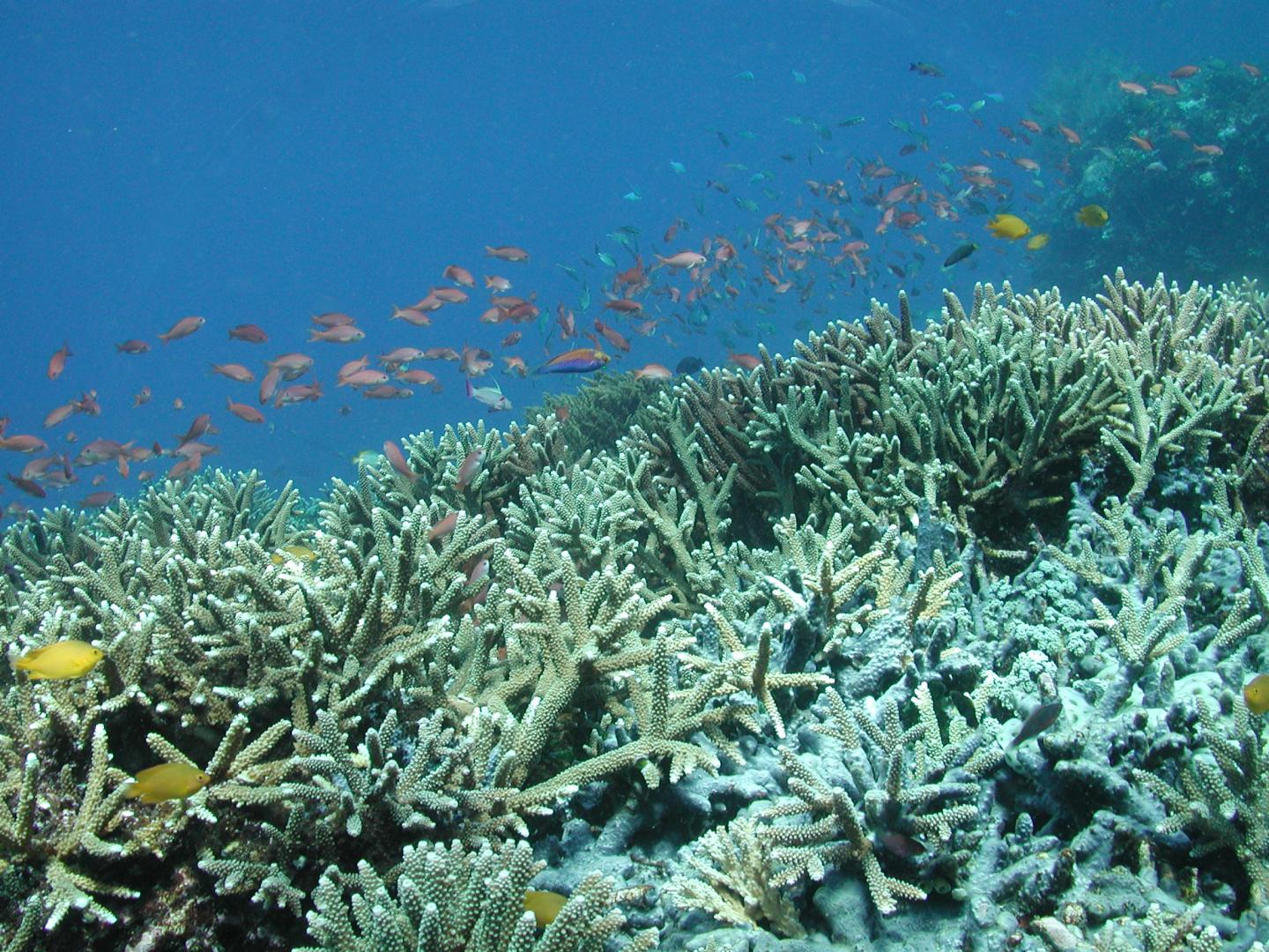Coral reef in Indonesia