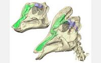 Key to Function of Dinosaur Crests Found in Brain Structure (2 of 2)