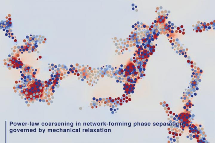 Discovery of a new law of phase separation