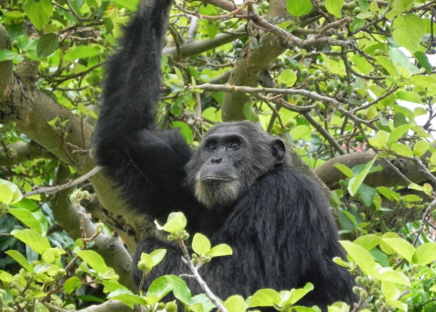 A chimpanzee in Gombe National Park