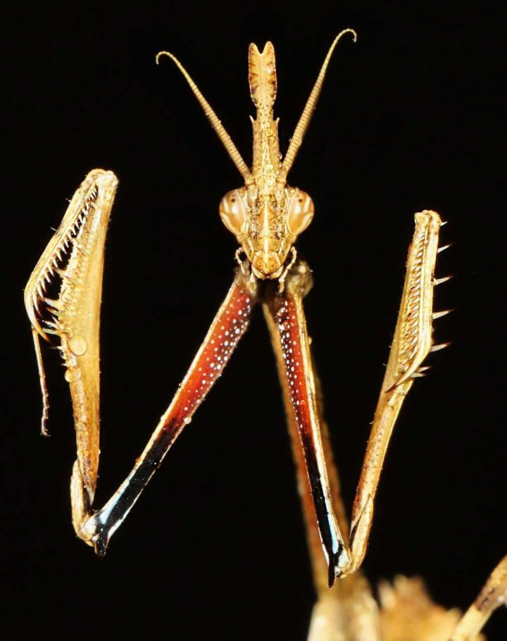 Possible Inspiration for the Petroglyph: the Species Empusa Hedenborgii