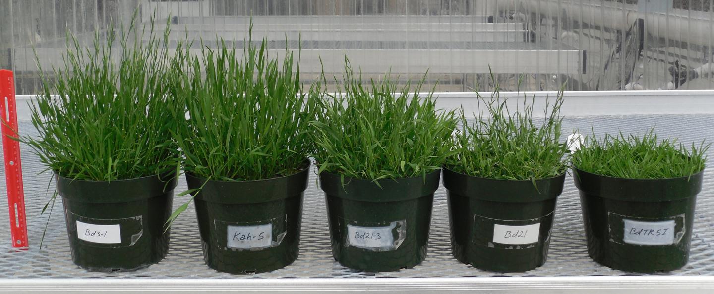 Phenotypic Diversity in <em>Brachypodium distachyon</em>