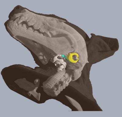Bat Image -- 3-D micro-CT