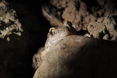 Midwife Toad