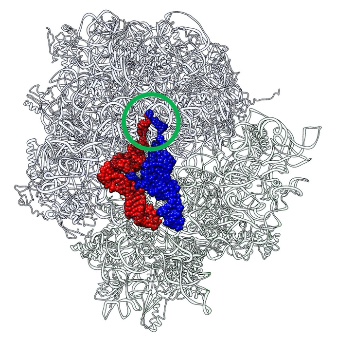 The structure of Thermus thermophilus’ 70S ribosome in complex with tRNAs