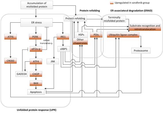 ER Stress Network Model