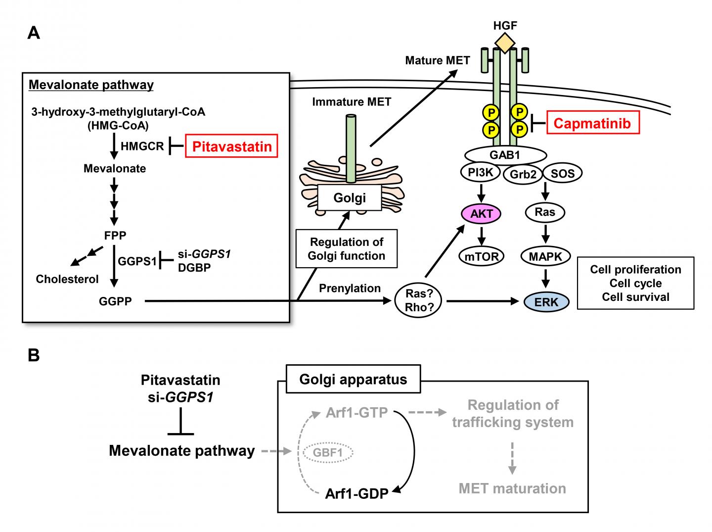 The anticancer functions of the combination of pitavastatin and capmatinib