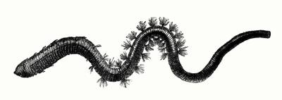 Lugworm Illustration