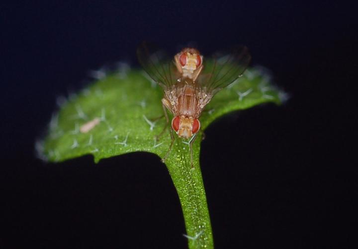 Mating <i>Scaptomyza</i> Flies