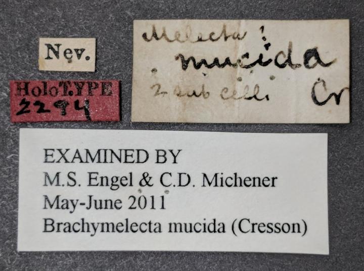 Labels Associated with the Mystery Bee