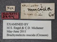 Labels Associated with the Mystery Bee