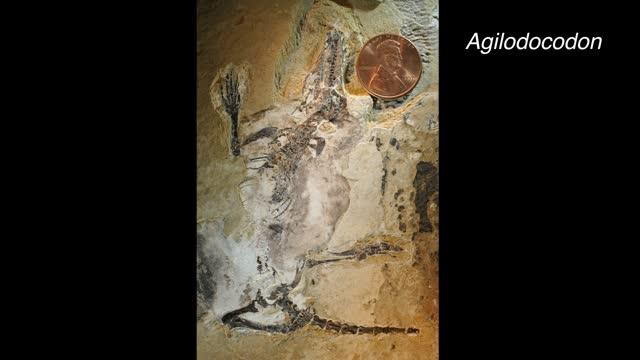 New Mammal Fossils Show Off Early Diversity ( | EurekAlert!