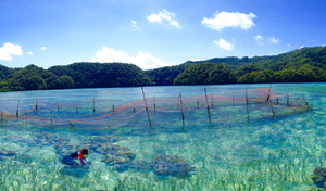 Clam farm