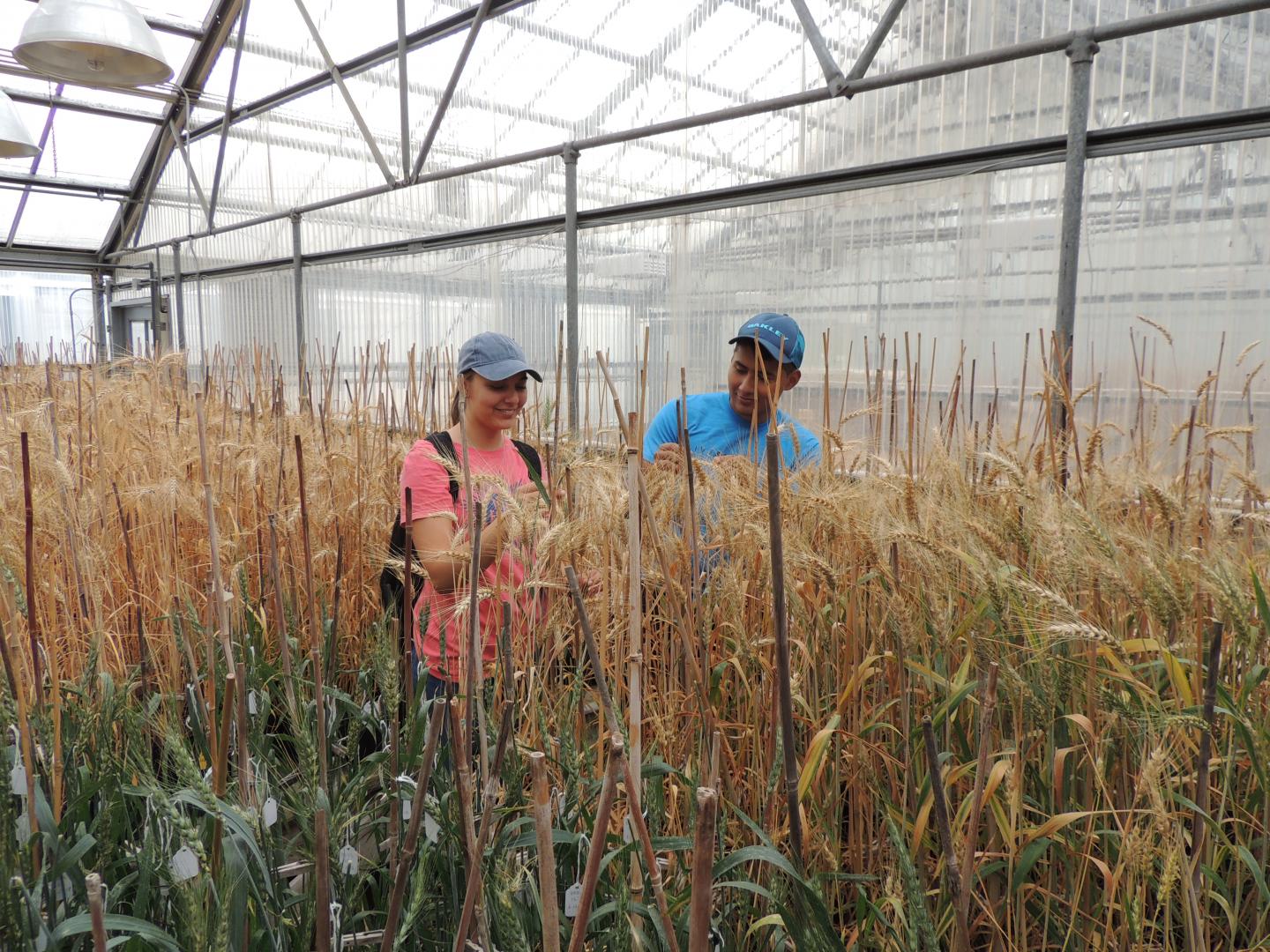 Two Students in Wheat Greenhouse