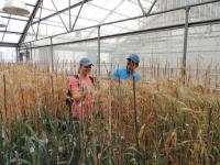 Two Students in Wheat Greenhouse