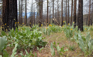 Regenerating Forest