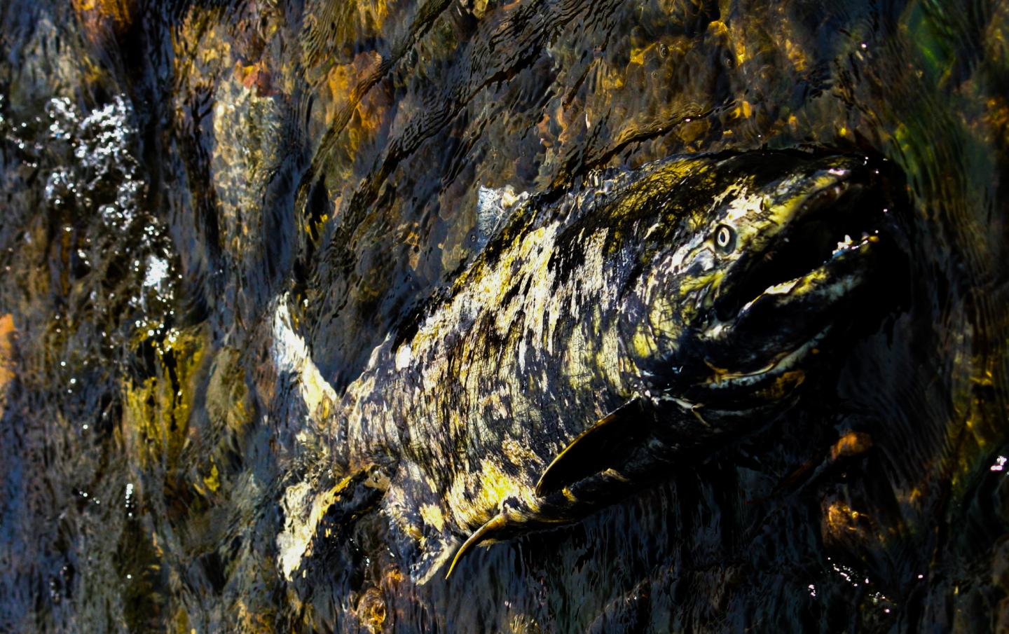 New Viruses Discovered in Endangered Wild Pacific Salmon Populations (1 of 3)