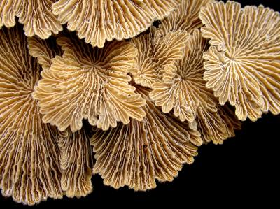 <i>Schizophyllum commune</i>
