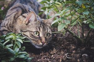 Changes in management of owned cats in the countryside – A comparison of results from surveys undertaken in the same rural area of Denmark in 1998 and 2022