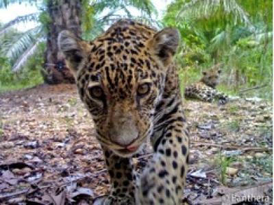 Jaguar Photo from Panthera's Colombian Camera Trap