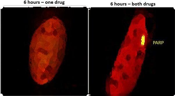 Damaged DNA