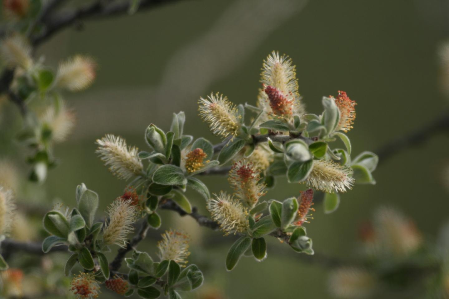 Flowering gray willow