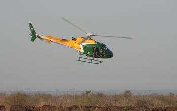 Buffalo Being Darted 