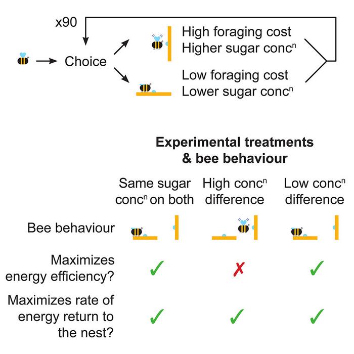 Floral biomechanics influence bee foraging decisions via energetics